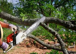 Why Choose Our Tree Removal Services in Willow Street, PA?